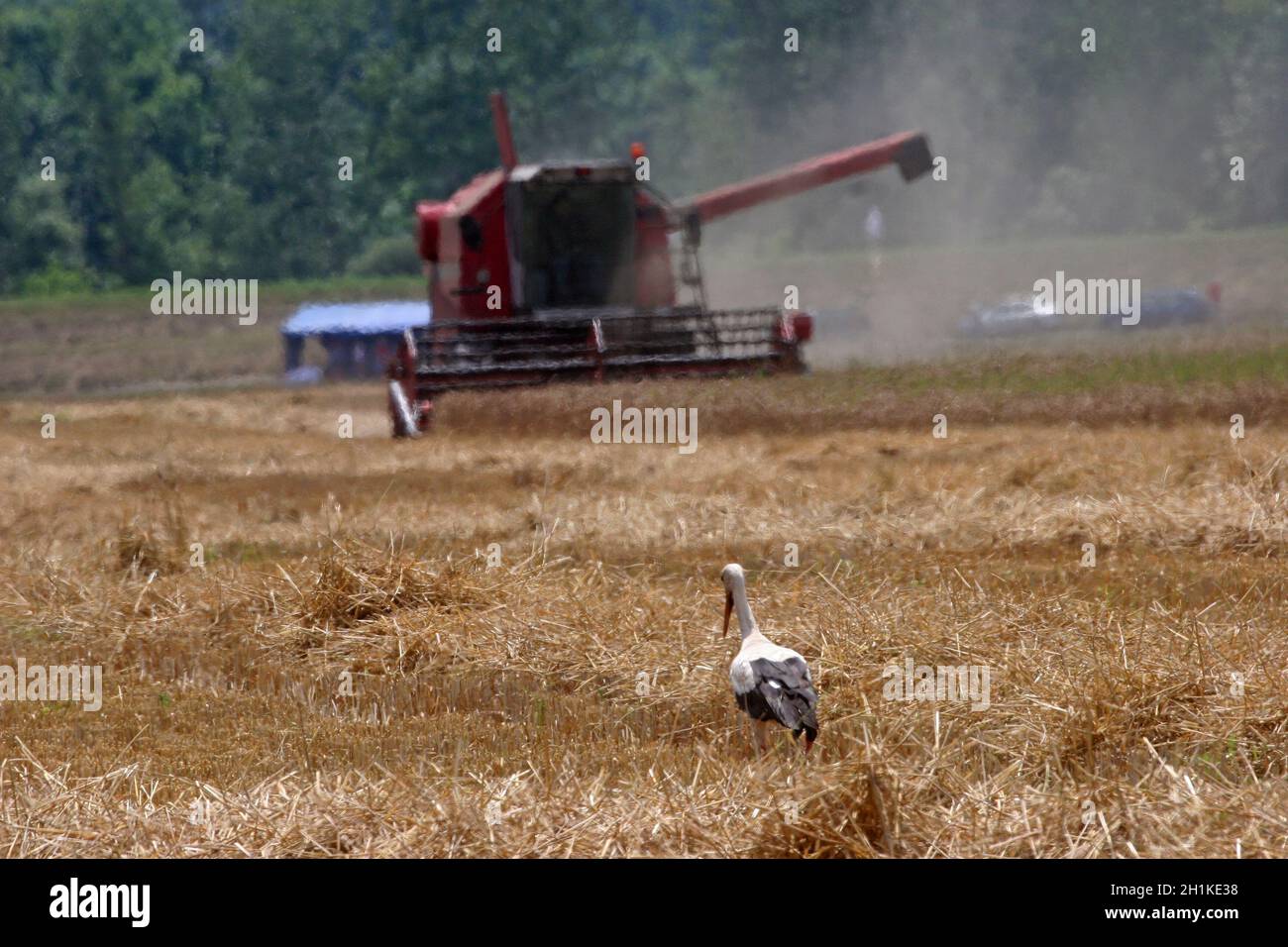 Storch im Weizenfeld Stockfoto