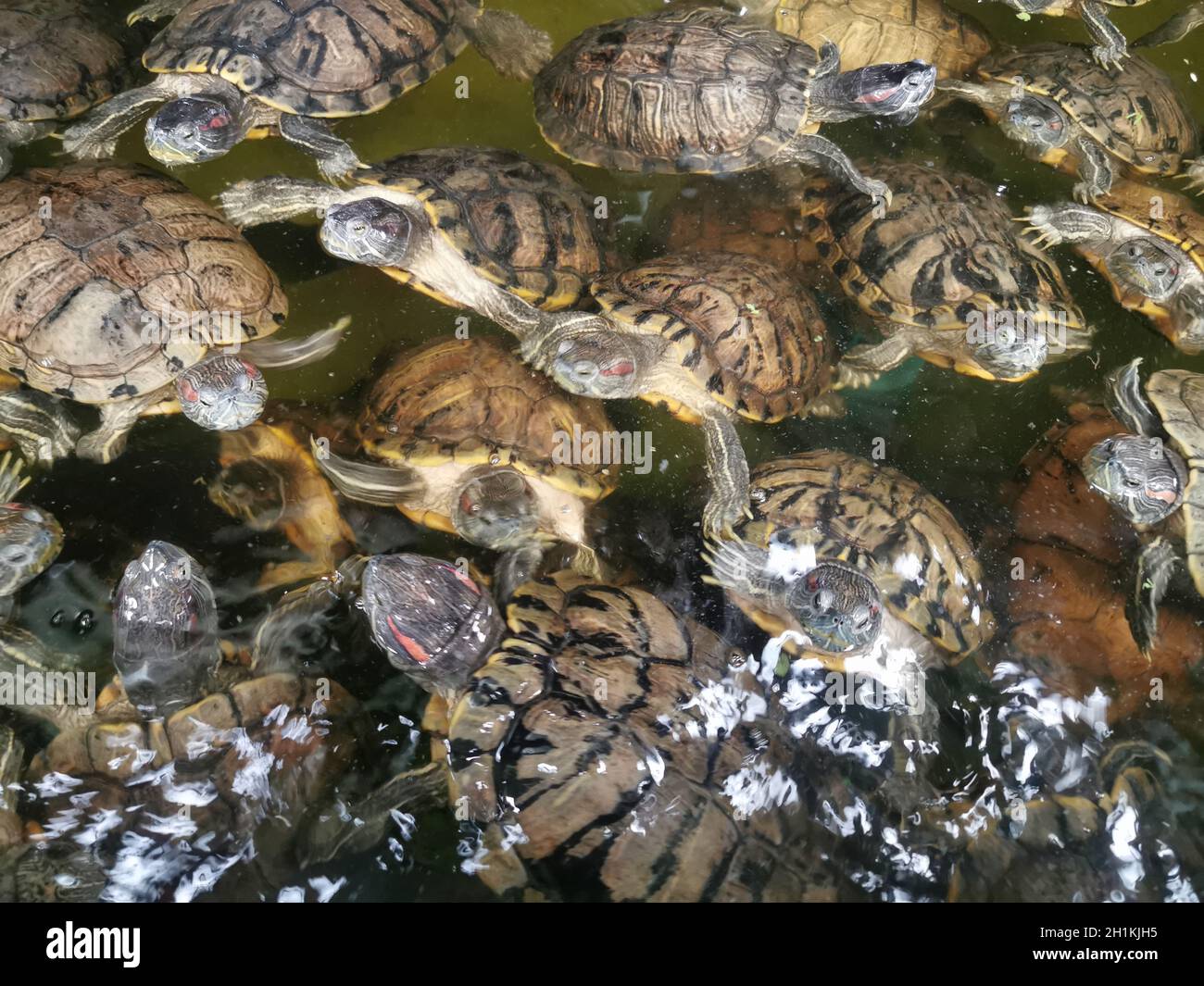 Eine Gruppe von Schildkröten und Schildkröten, die in einem Teich