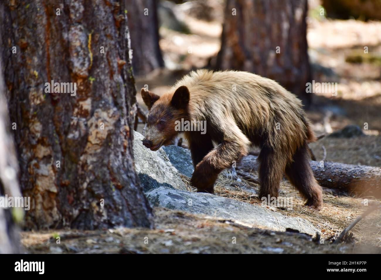 Landschaftsansicht eines kleinen jungen, schwarzen Bären mit blondem Fell, Wandern in den Wäldern des Yosemite Valley, Yosemite National Park. Stockfoto