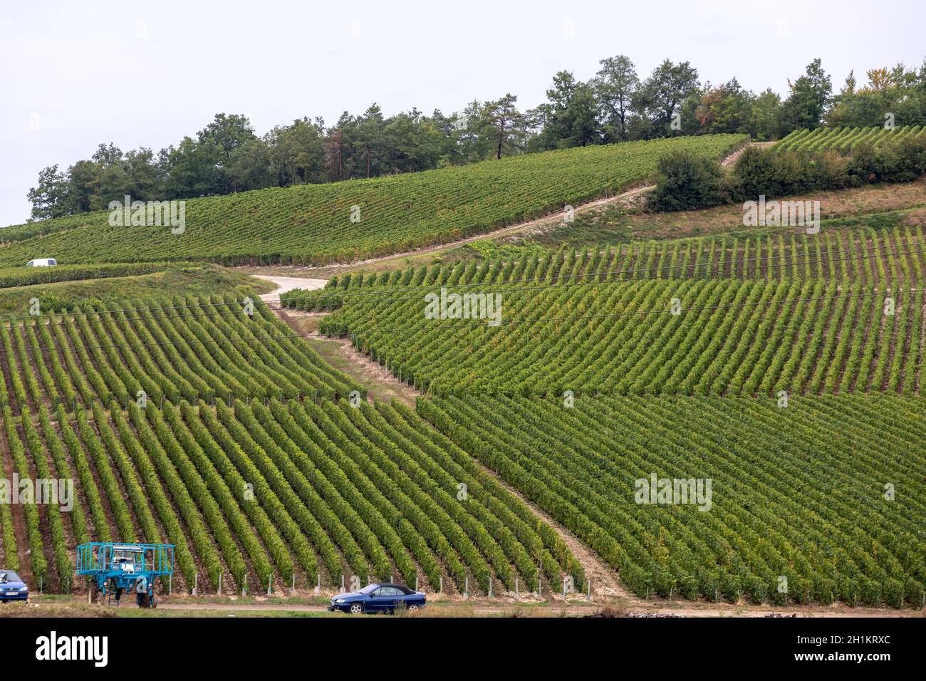 Champagne Weinberge der Côte des Bar der Aube Abteilung. Frankreich Stockfoto