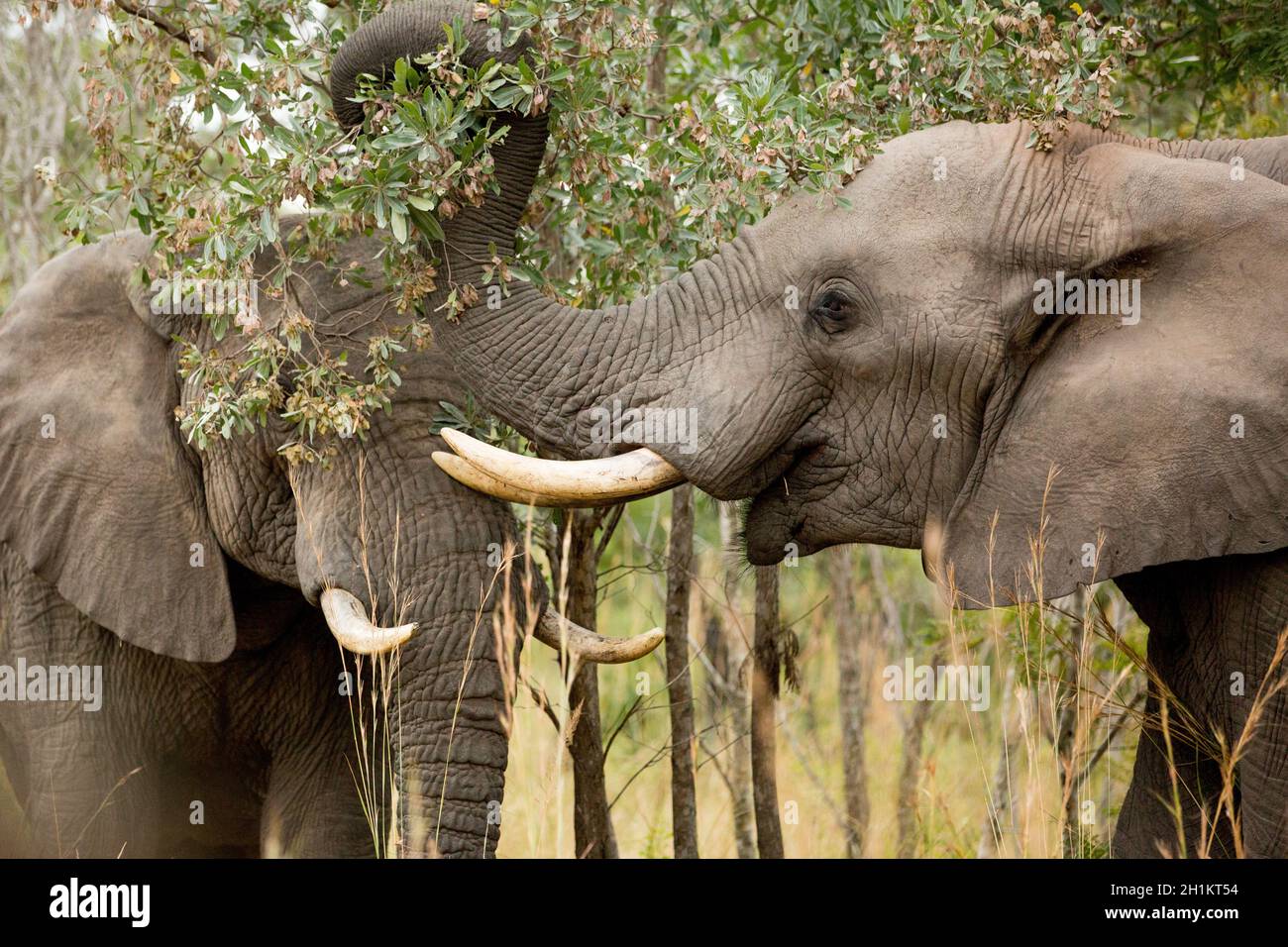 Zeit für Elefantenbindungen im Kruger-Nationalpark Stockfoto