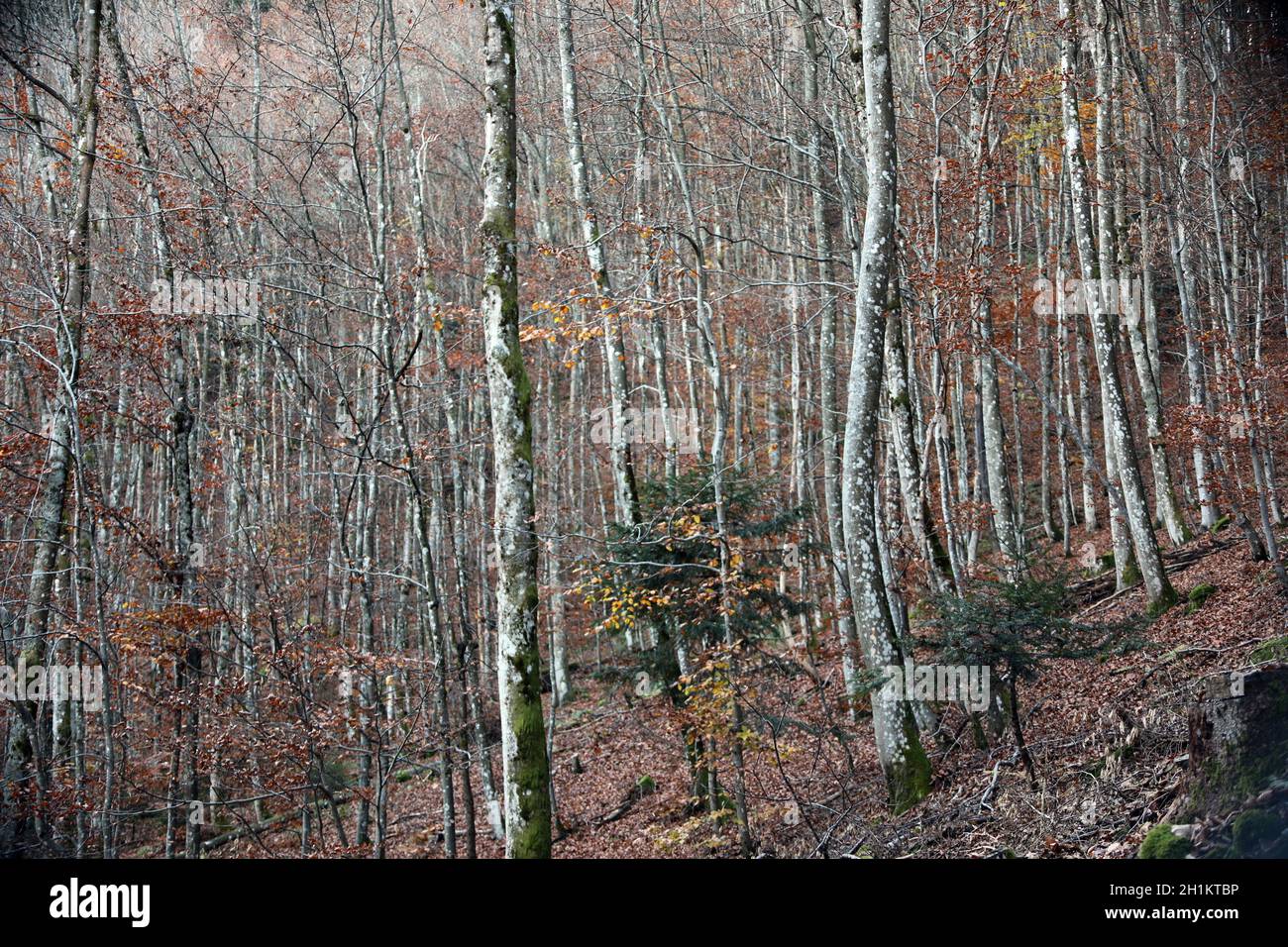 Herbstliche Laubbäume im Hochschwarzwald Stockfoto