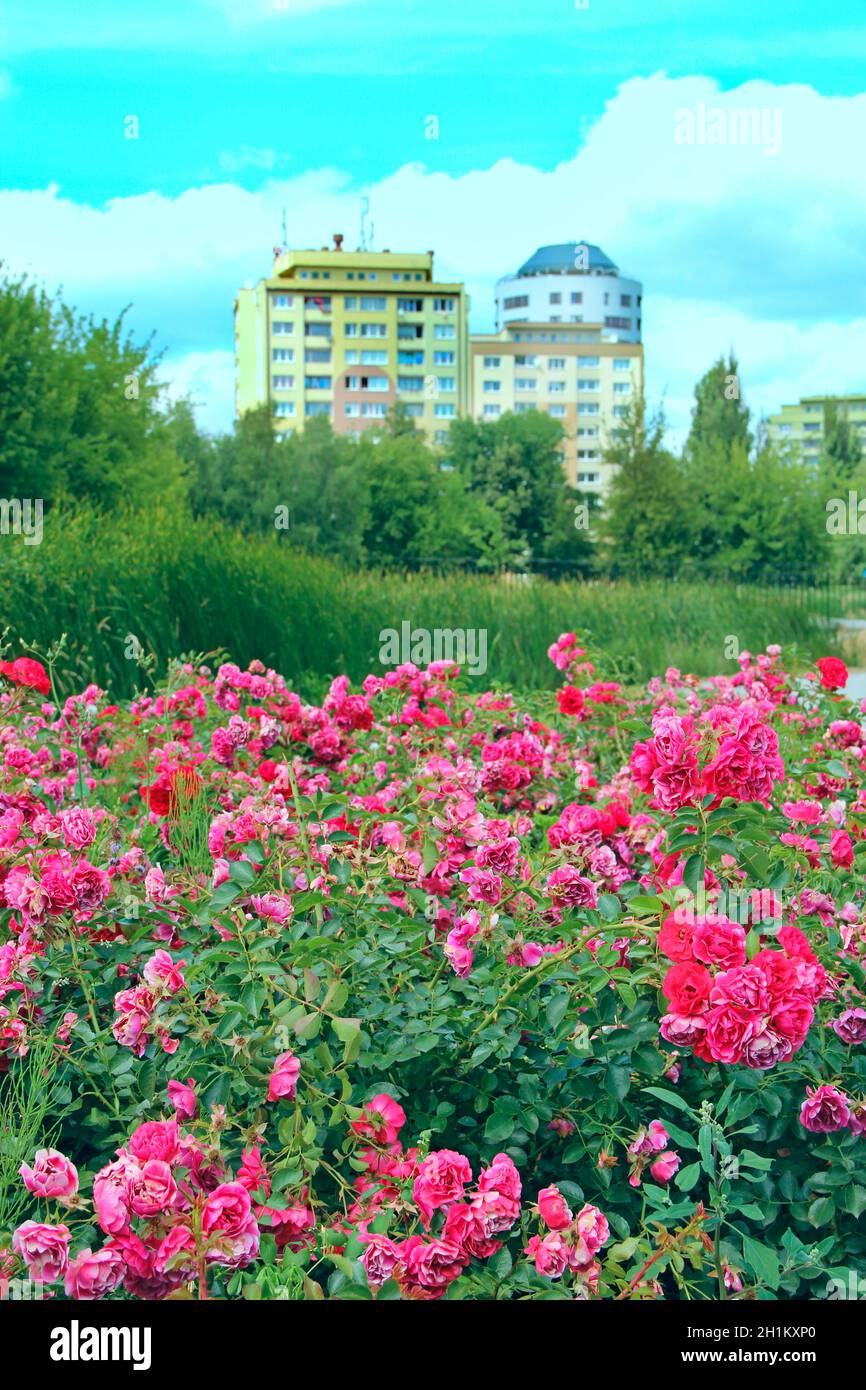 Schöne Büsche von roten Rosen wachsen in mehrstöckigen Häusern Hintergrund in der Stadt. Urbane Natur. Natur in der Stadt. Blumen wachsen in der Stadt in der Nähe von Gebäuden. Flowe Stockfoto