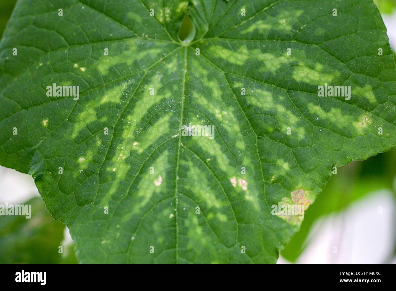 Betroffen von Krankheiten und Schädlingen von Pflanzenblättern und Früchten der Gurke White rot sklerotinosis Erkrankungen der Gurken ist White rot weißen Schimmel. Flauschige Mehltau-Peresporose, weiße Fäulensklerotinose. Stockfoto