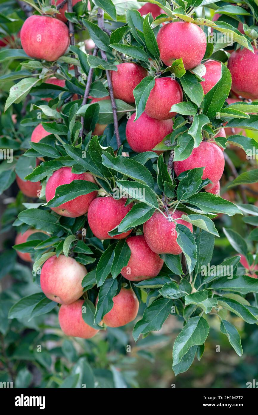 Gala Apples, Fruit Orchard, Michigan, USA, von James D. Coppinger/Dembinsky Photo Assoc Stockfoto
