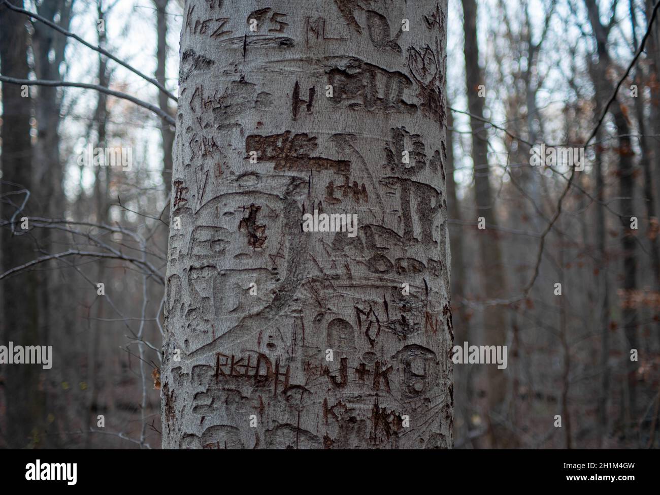 Nahaufnahme eines Baumstamms in den Herbstwäldern, die mit Initialen und Herzen geschnitzt sind. Vordergrund mit Kopierbereich fokussieren. Stockfoto