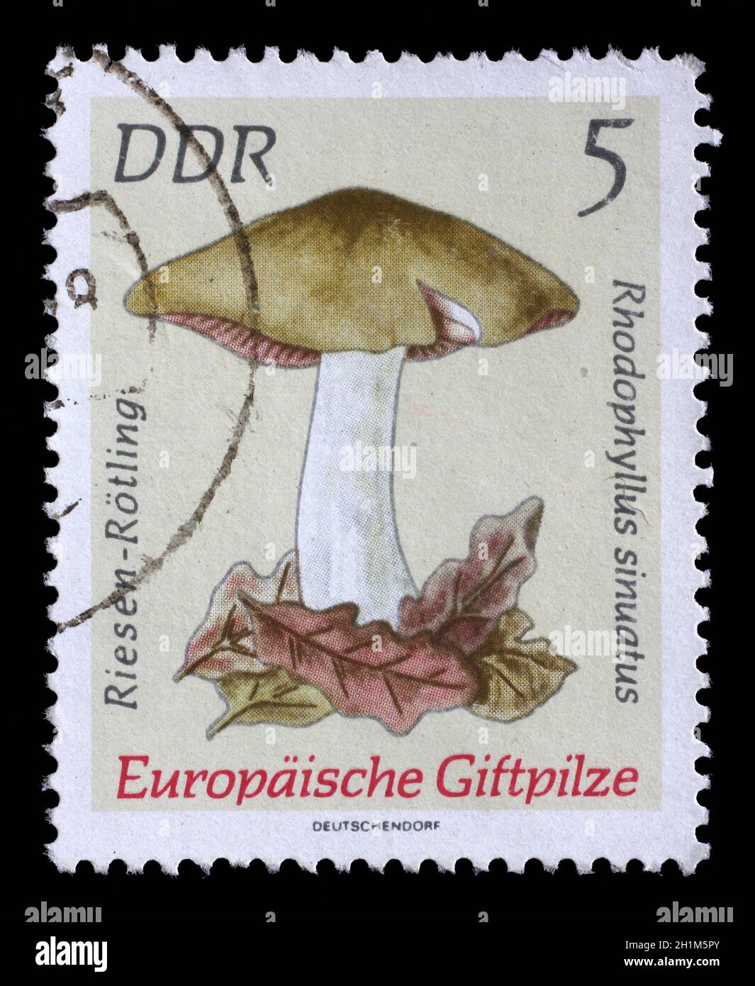 Gedruckt in DDR Stempel zeigt Bild des Entoloma Sinuatum, aus der Serie europäischer Giftpilze, ca. 1974 Stockfoto