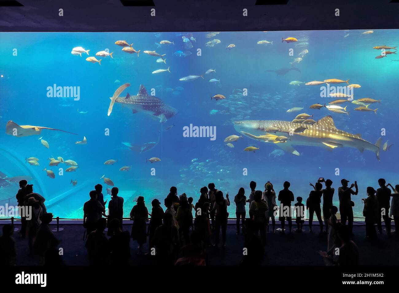 Silhouetten von Menschen mit Walhai im Oceanarium Stockfoto