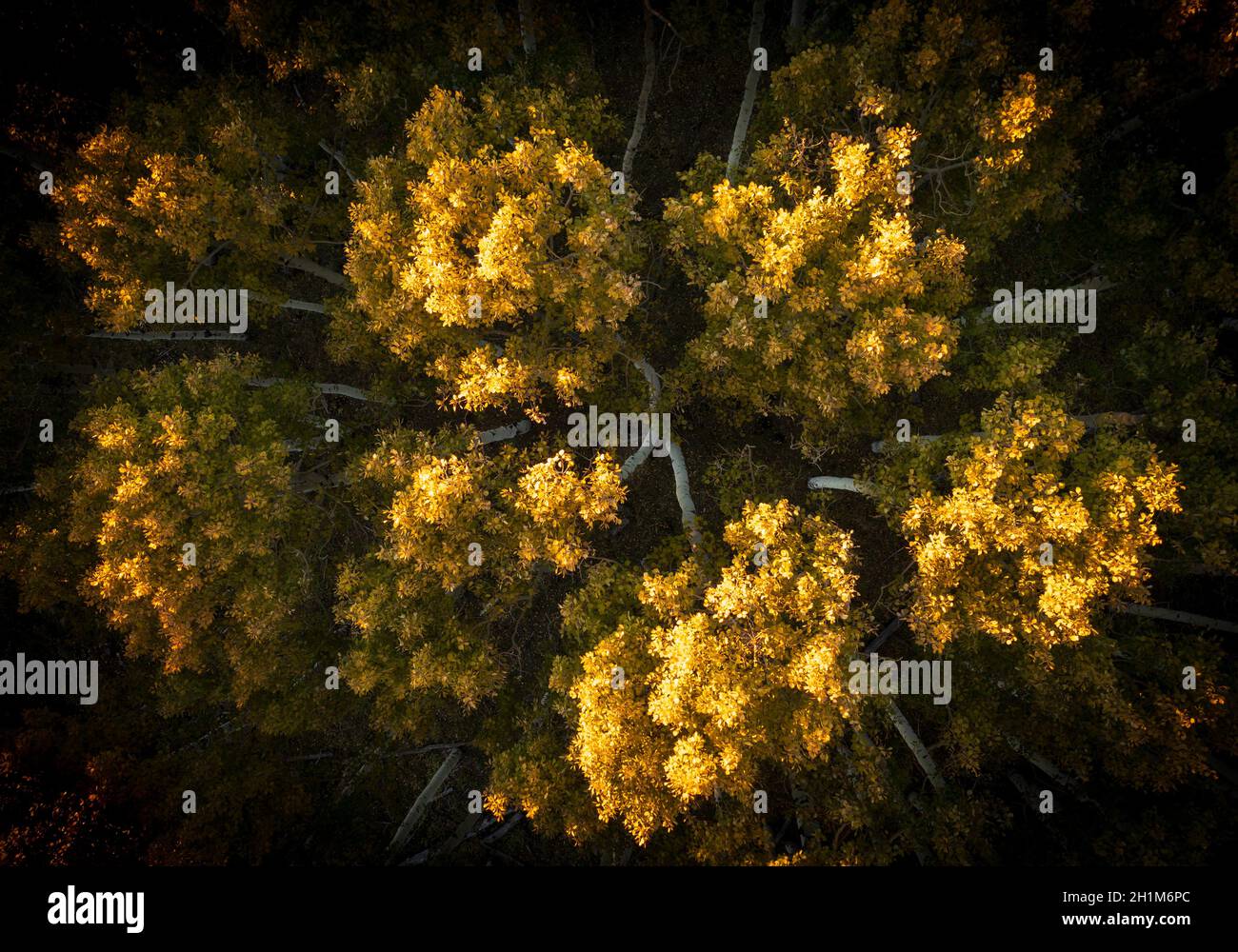 Draufsicht auf goldene Espenbäume und ihre weißen Stämme Stockfoto