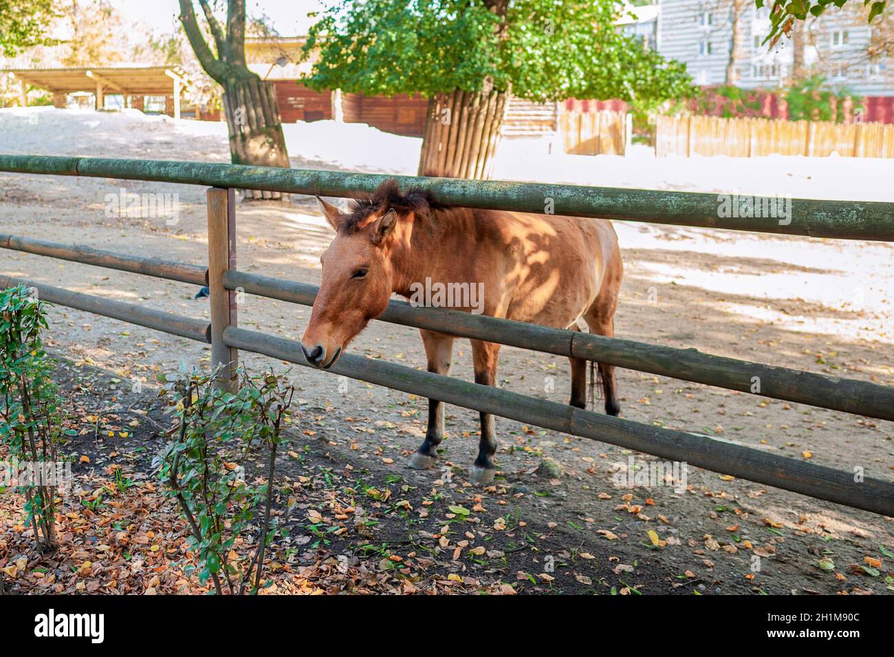 Przewalskis Pferd takhi steht im Corral und schaut durch Der Zaun im Kiewer Zoo Stockfoto