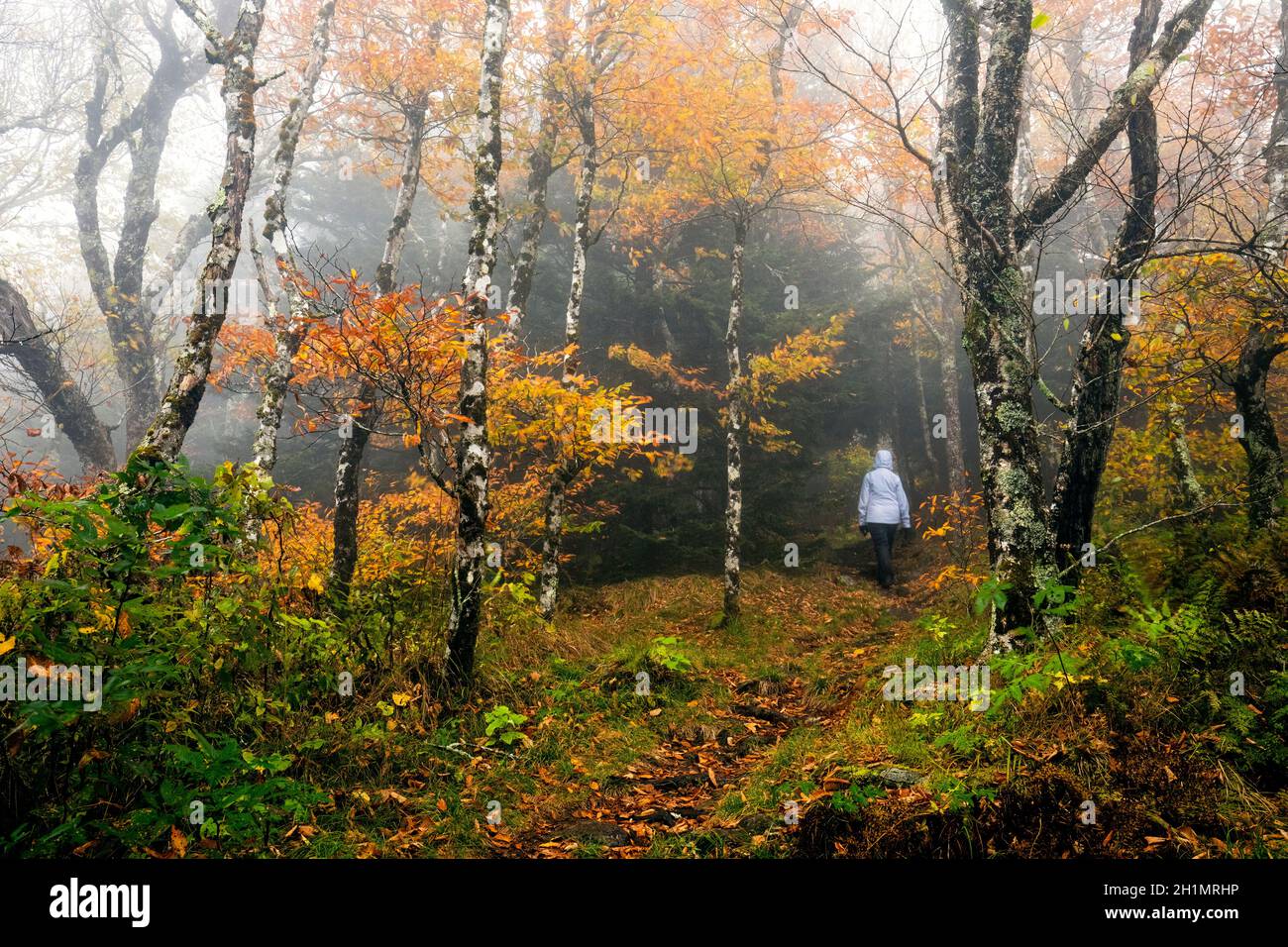 Frauen wandern auf dem Foggy Mountains-to-Sea Trail, in der Nähe von Craggy Gardens, Blue Ridge Parkway, Asheville, North Carolina, USA Stockfoto