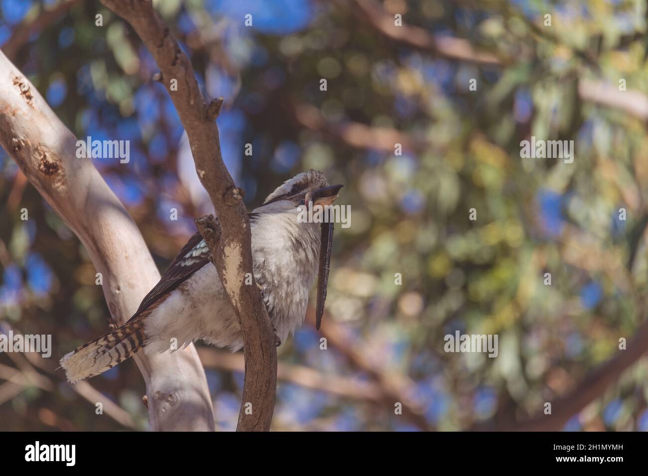 Eine lachende Kookaburra, die eine Schlange isst Stockfoto