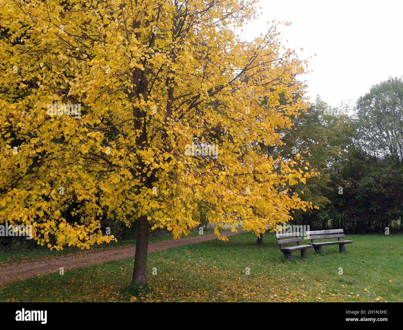 Lindenbaum; Tilia Platyphyllos, herbst Stockfoto