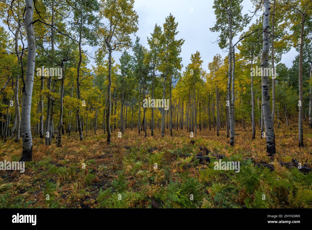 OWL CREEK PASSIERT DEN UNCOMPAHGRE NATIONAL FOREST RIDGWAY COLORADO USA Stockfoto