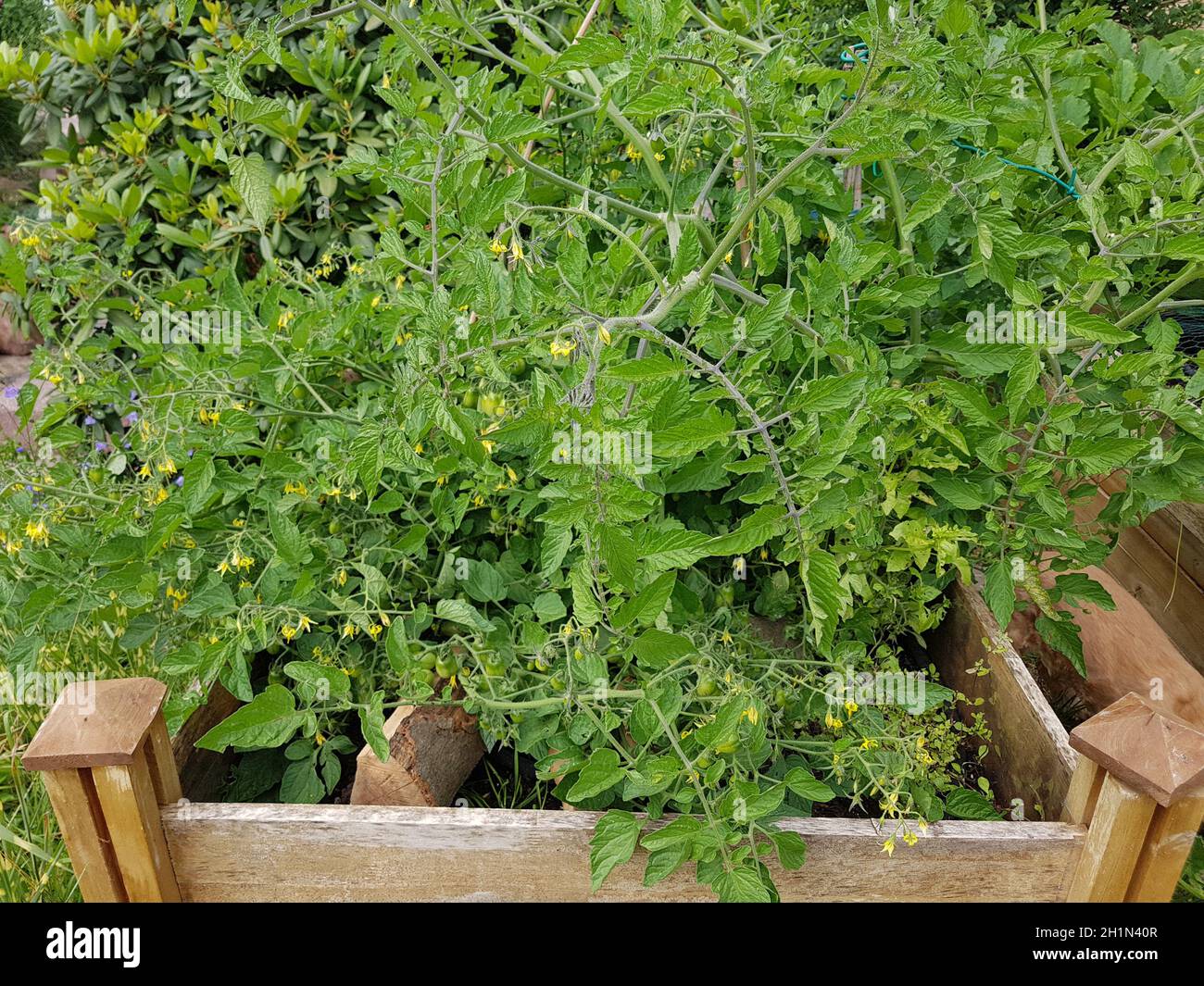 Hochbeet, Tomaten, Lycopersicon, esculentum Stockfoto