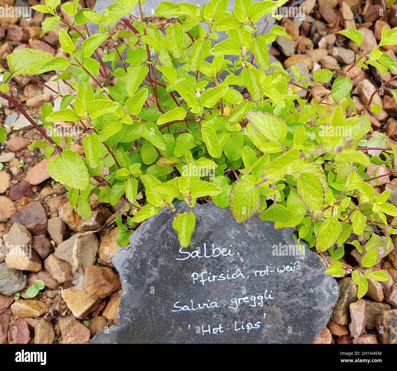 Salbei, Pfirsich-, Salvia greggli, Hot Lips, ist eine wichtige Heilpflanze und eine Duftpflanze mit blauen Blauen. You are a schoen staude and wi Stockfoto