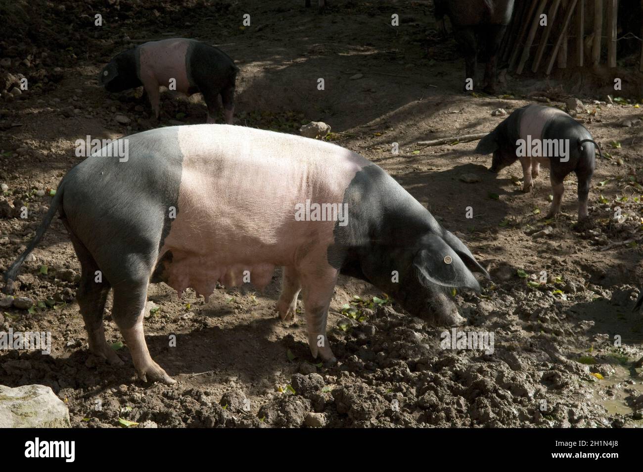 Sattelschwein, Deutsche, Nutztierrasse Stockfoto