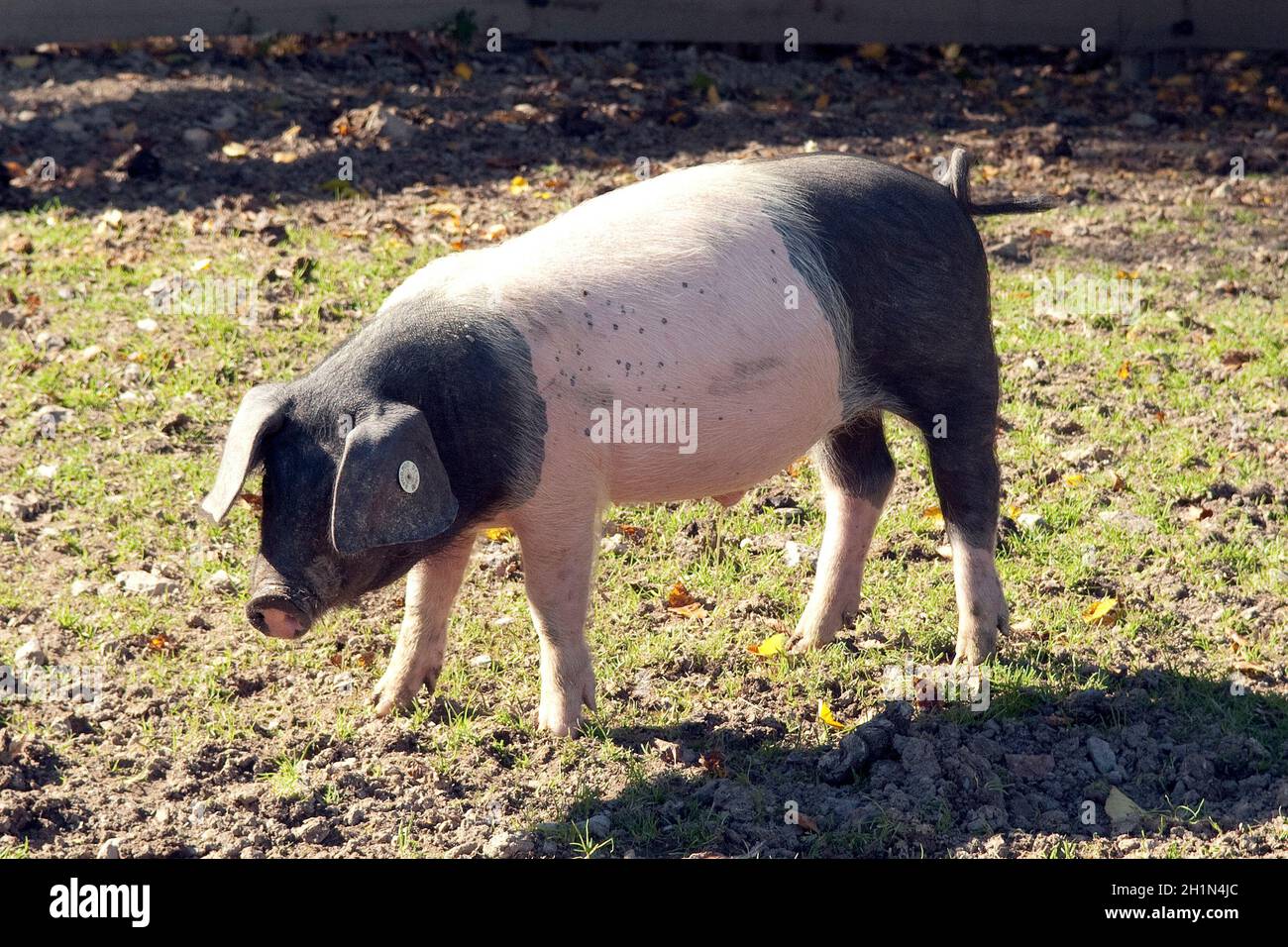 Sattelschwein, Deutsche, Nutztierrasse Stockfoto