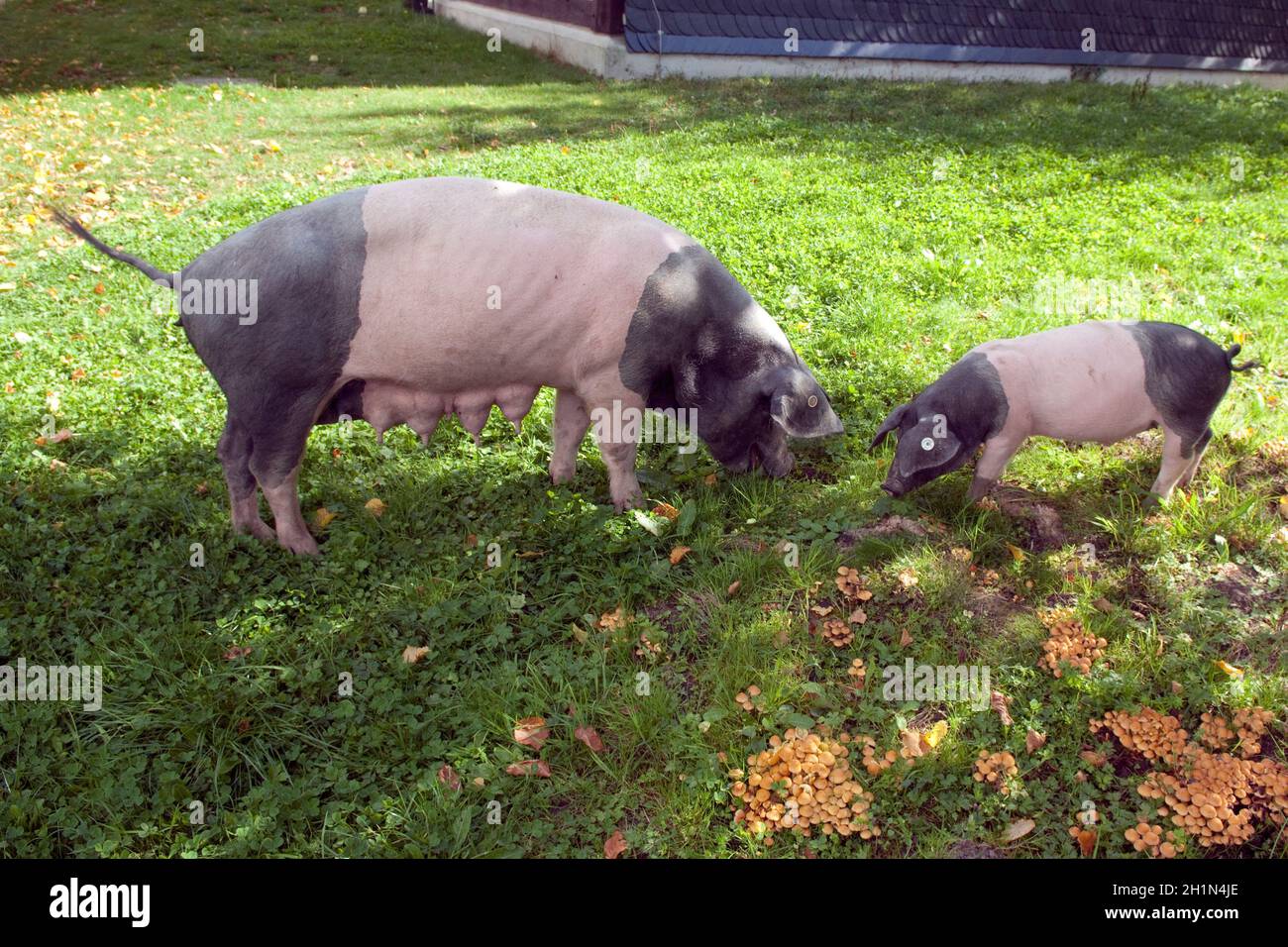 Sattelschwein, Deutsche, Nutztierrasse Stockfoto