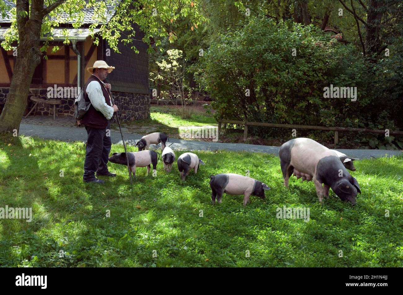 Sattelschwein, Deutsche, Nutztierrasse Stockfoto