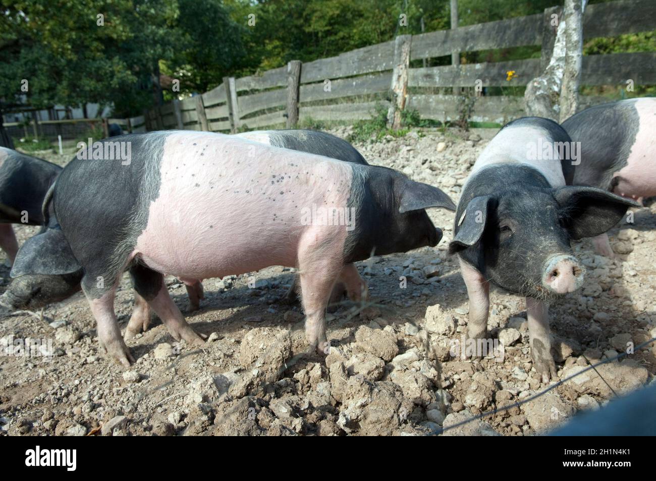 Sattelschwein, Deutsche, Nutztierrasse Stockfoto