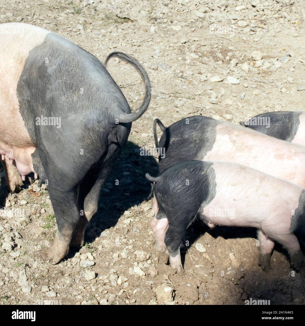 Sattelschwein, Deutsche, Nutztierrasse Stockfoto