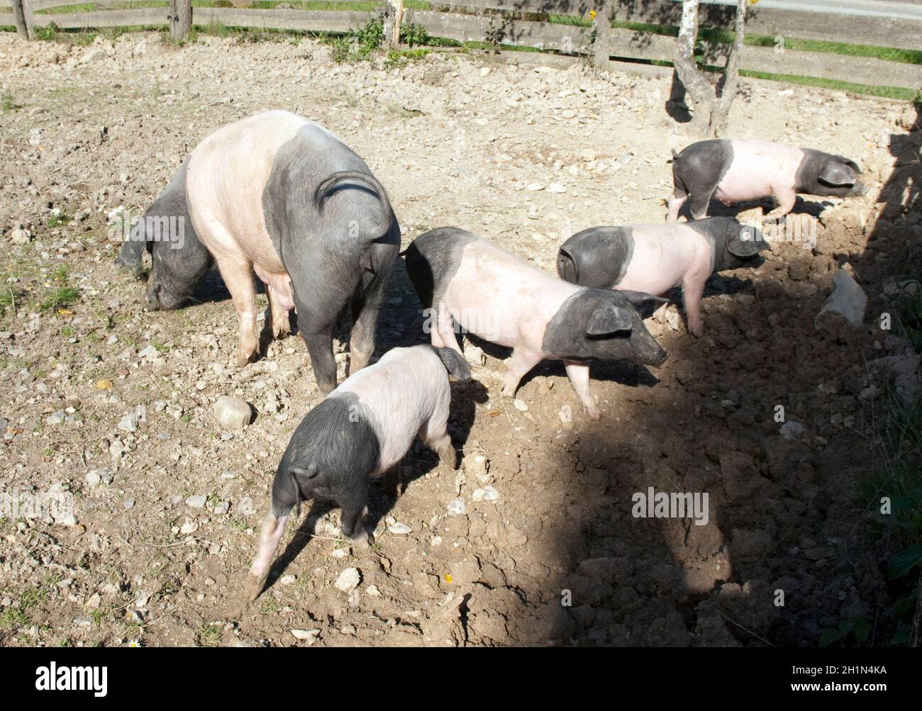 Sattelschwein, Deutsche, Nutztierrasse Stockfoto