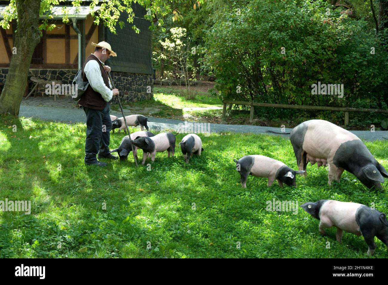 Sattelschwein, Deutsche, Nutztierrasse Stockfoto