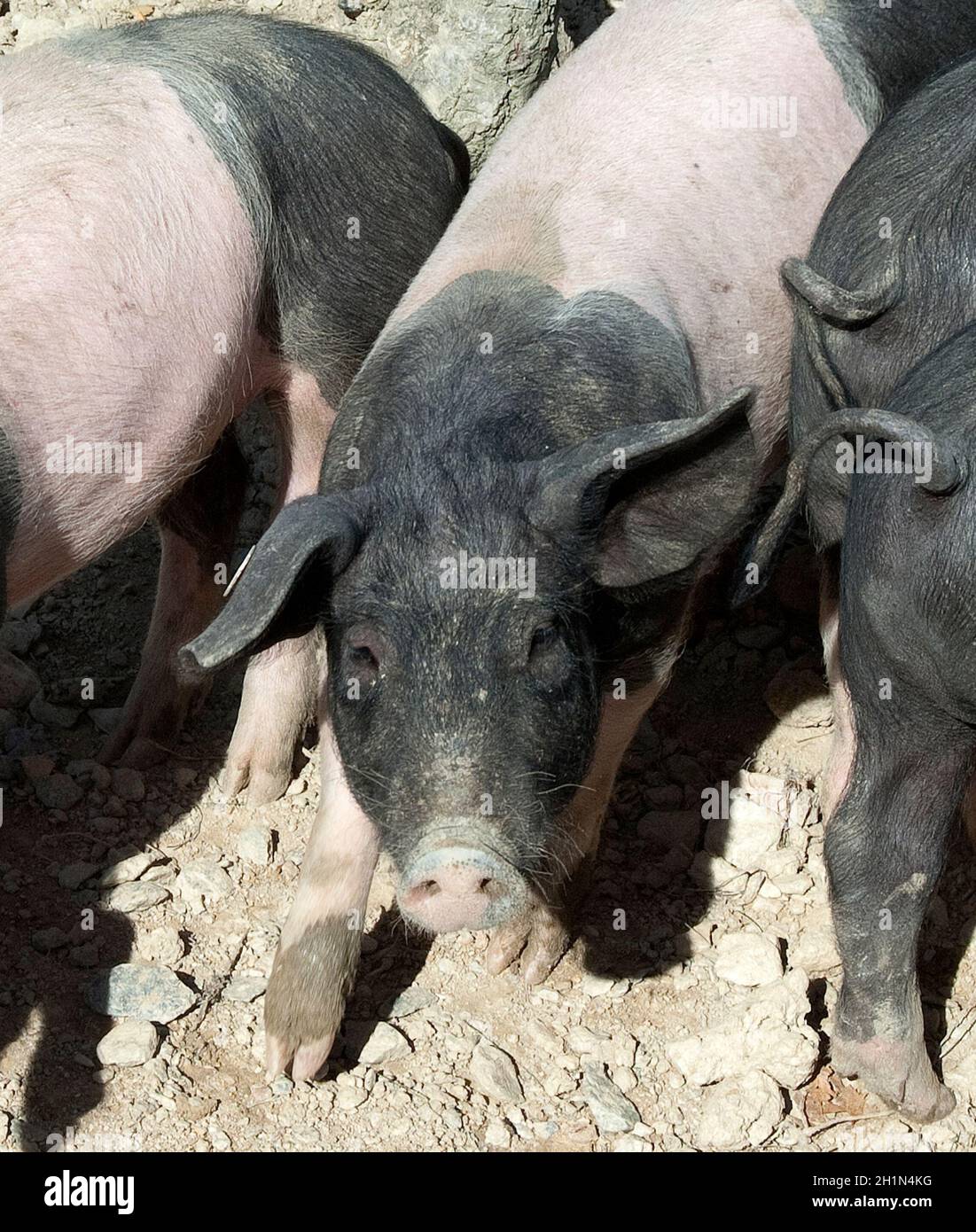 Sattelschwein, Deutsche, Nutztierrasse Stockfoto