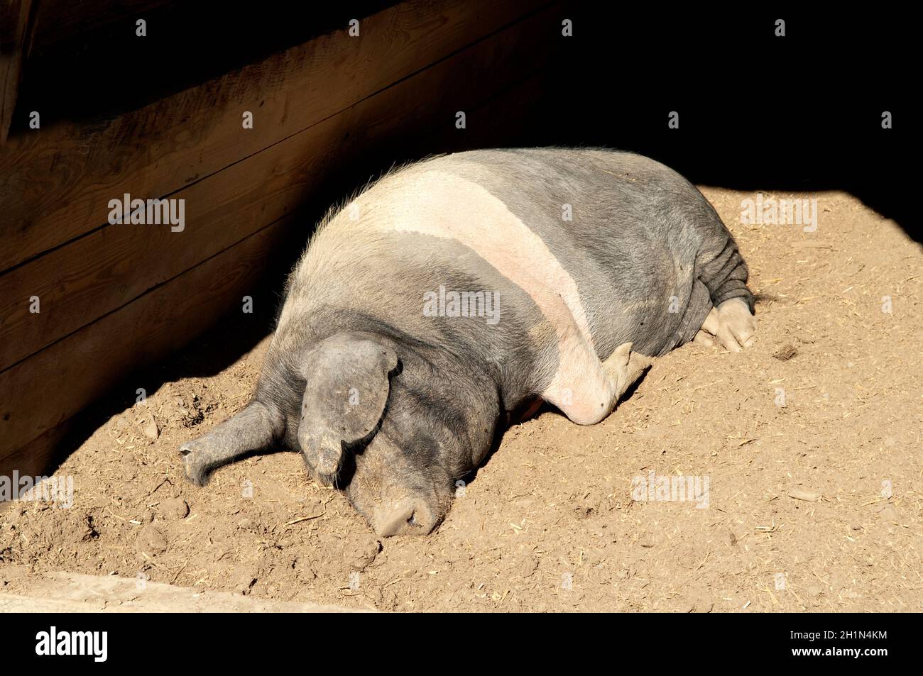 Sattelschwein, Deutsche, Nutztierrasse Stockfoto