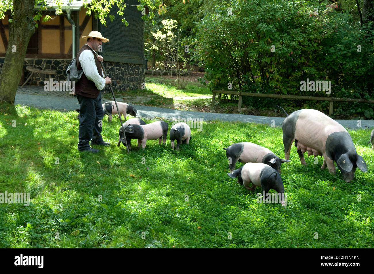 Sattelschwein, Deutsche, Nutztierrasse Stockfoto