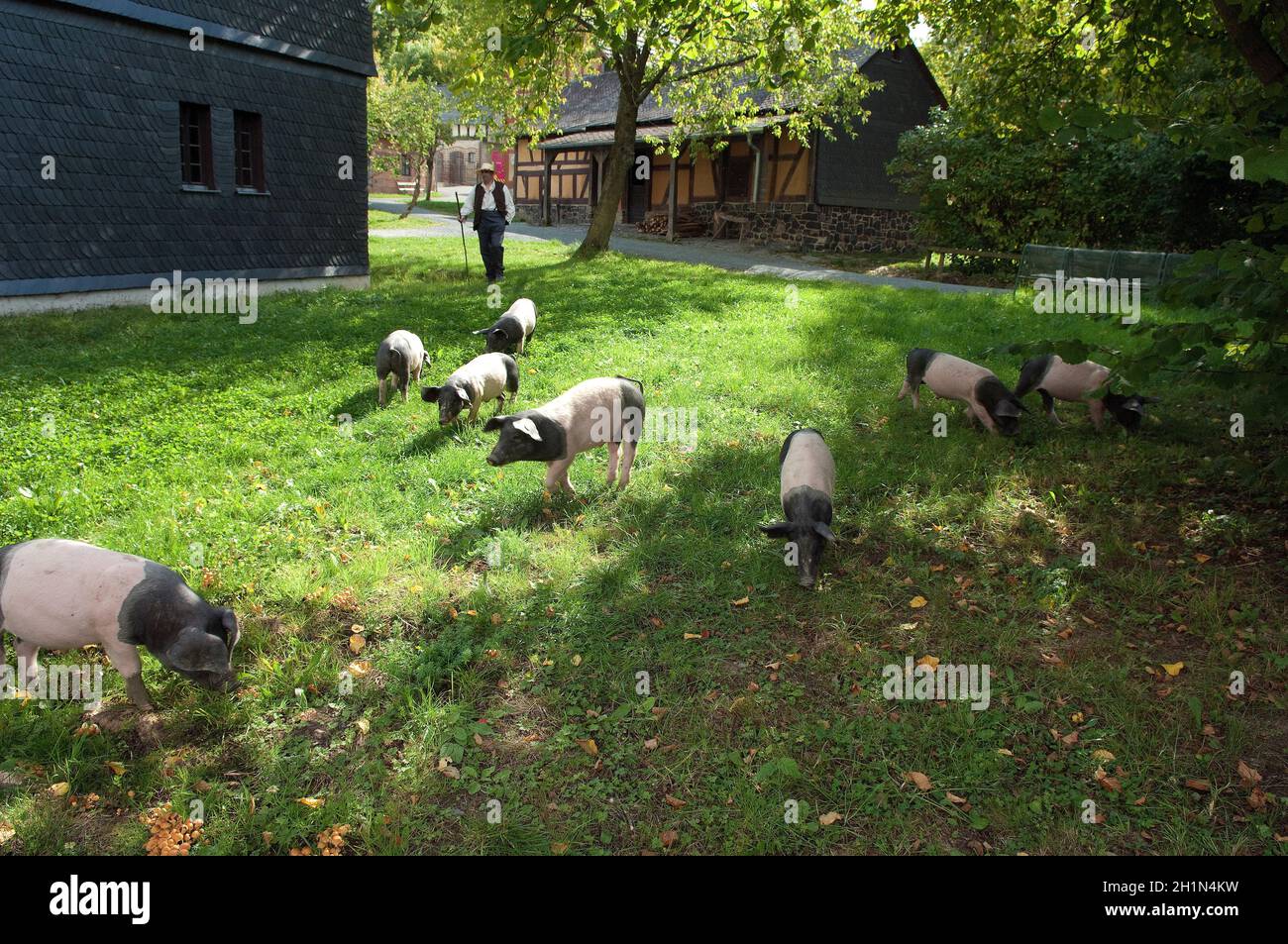 Sattelschwein, Deutsche, Nutztierrasse Stockfoto