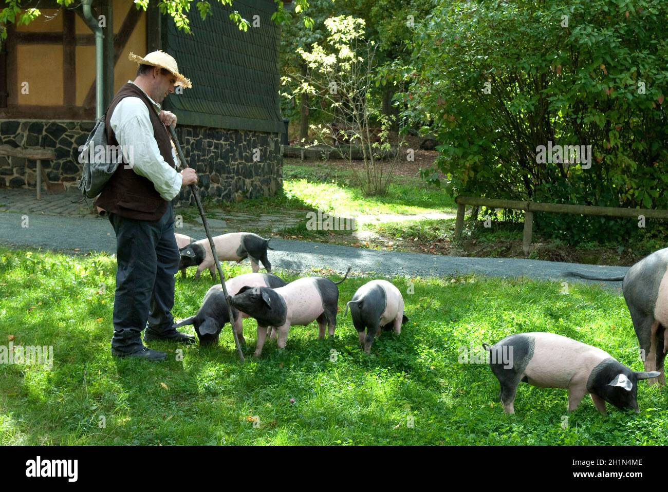 Sattelschwein, Deutsche, Nutztierrasse Stockfoto