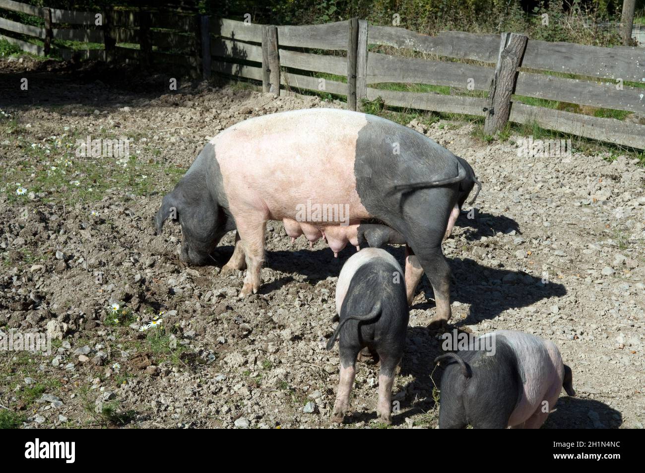 Sattelschwein, Deutsche, Nutztierrasse Stockfoto