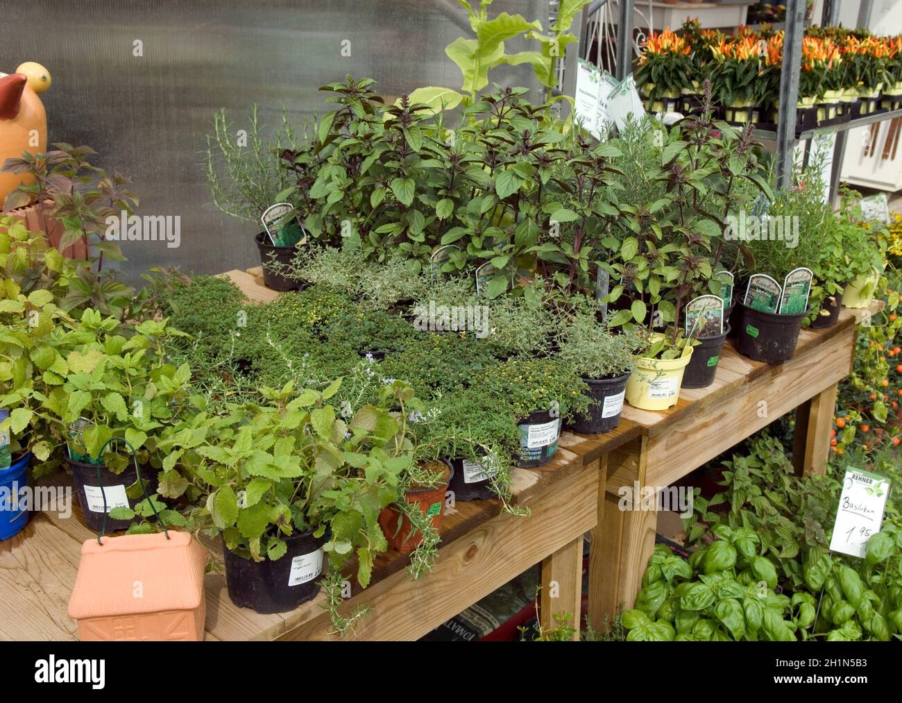 Kuechenkraeuter; Topf; Zehpfe; Verkauf; Anzucht Stockfoto