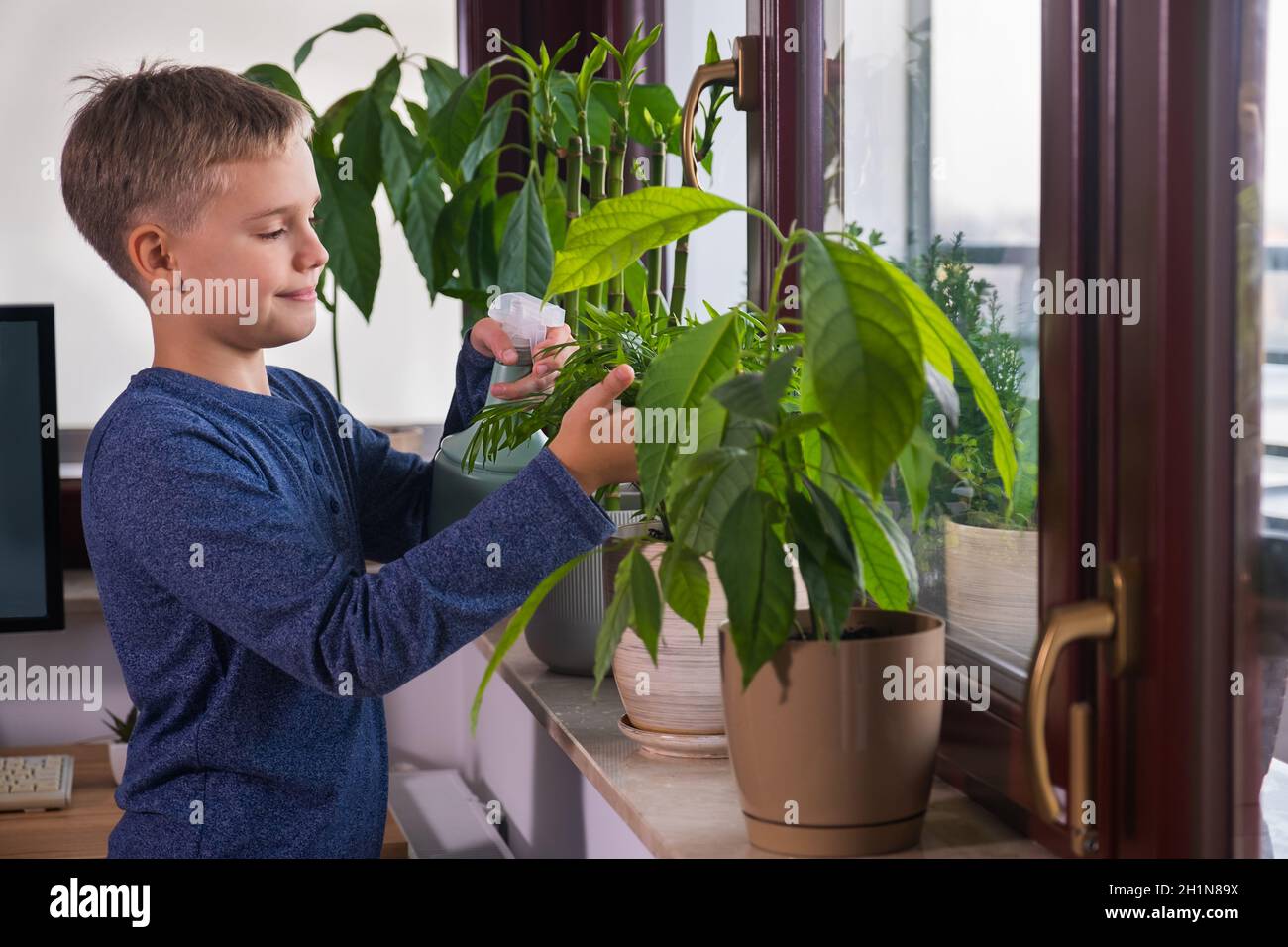 Der Junge kümmert sich zu Hause um Zimmerpflanzen auf der Fensterbank. Kind hilft bei der Hausarbeit. Stockfoto