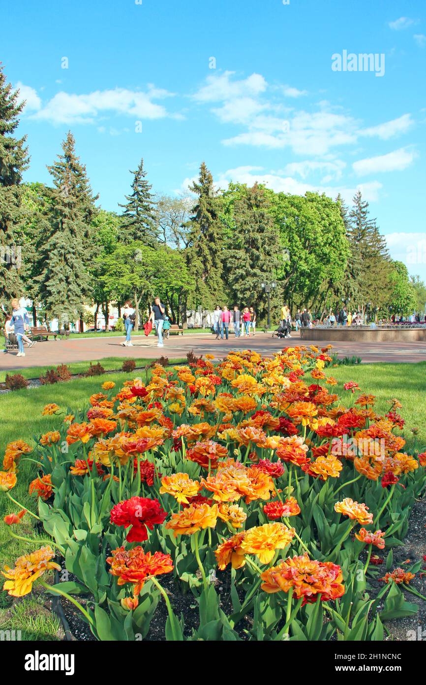 Wunderschöne Frottee Tulpen und Blick auf das Stadtpanorama. Blühende Blumen in der Stadt. Im Frühling machen die Menschen einen Spaziergang in der Stadt. Schönes Panorama mit blühendem Tul Stockfoto