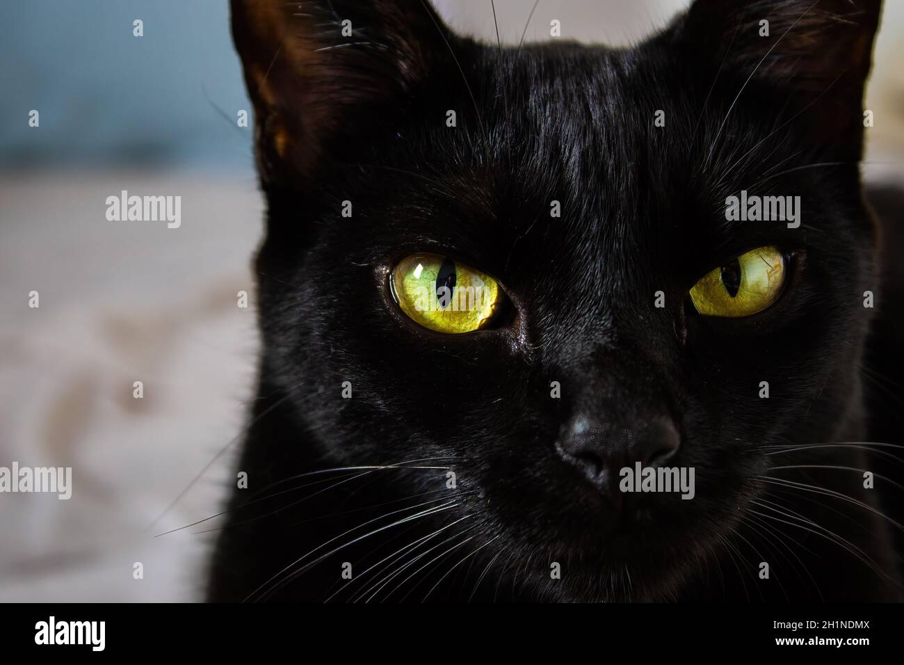 Eine schwarze Katze namens Eevee und ihre orangefarbenen Augen. Stockfoto