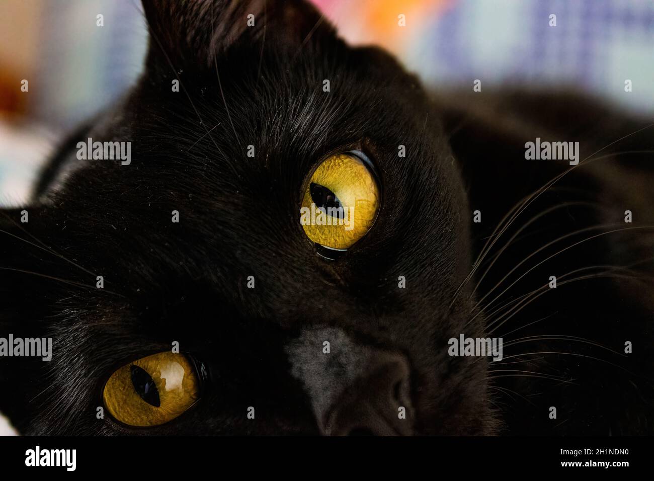 Eine schwarze Katze namens Eevee und ihre orangefarbenen Augen. Stockfoto