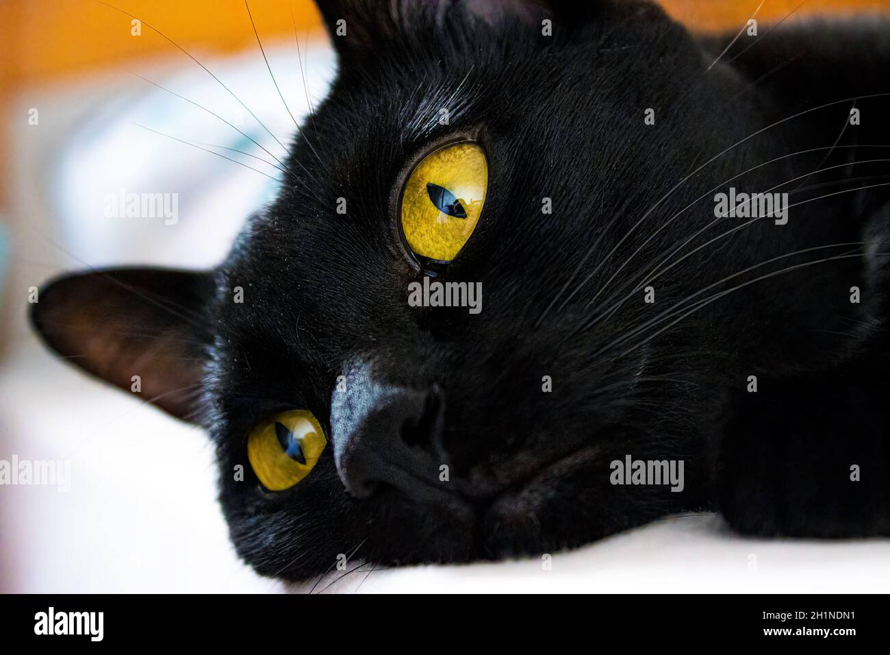 Eine schwarze Katze namens Eevee und ihre orangefarbenen Augen. Stockfoto