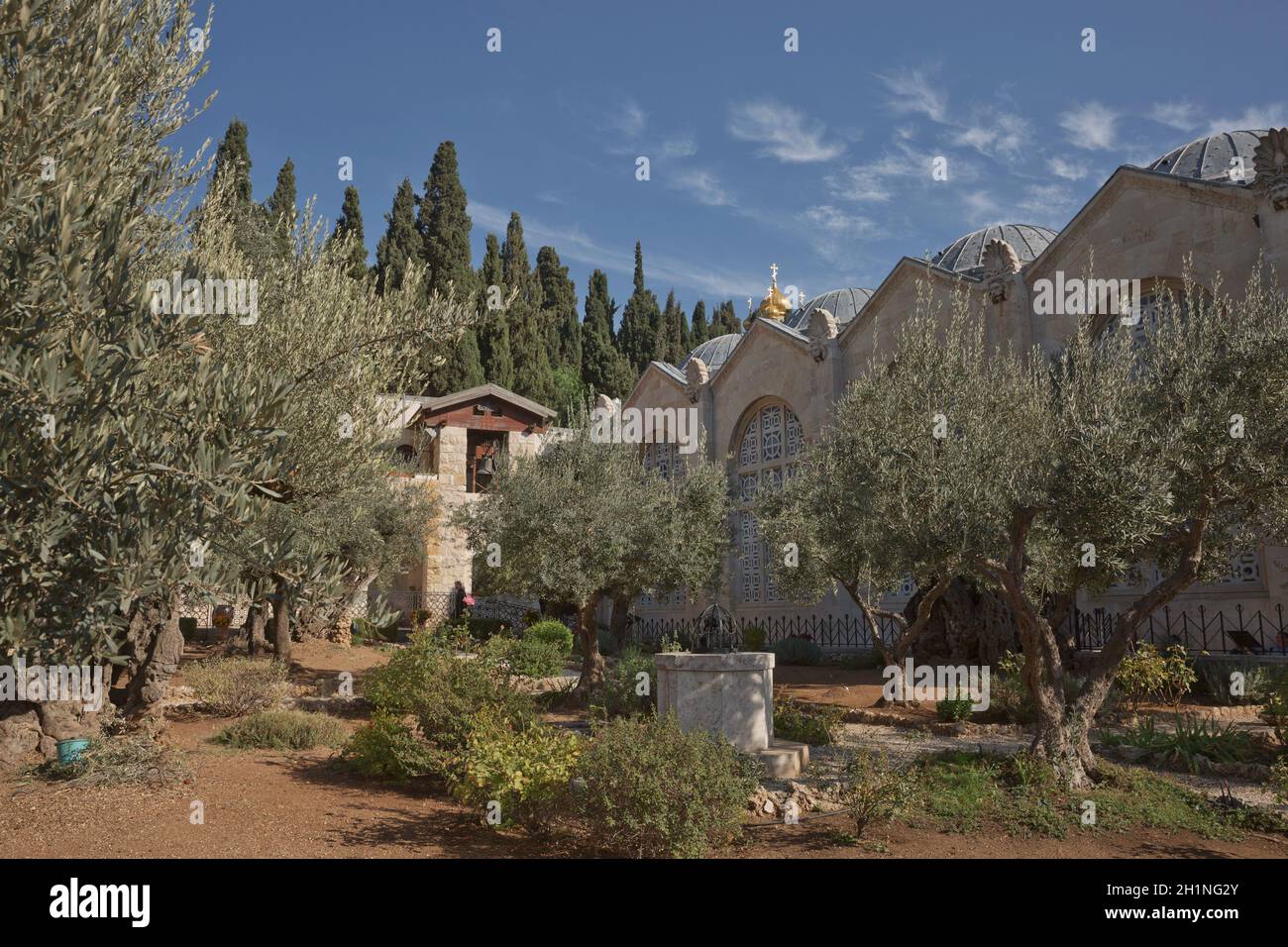 Alte Olivenbäume im Garten von Gethsemane neben der Kirche aller Völker. Berühmter historischer Ort in Jerusalem, Israel. Stockfoto