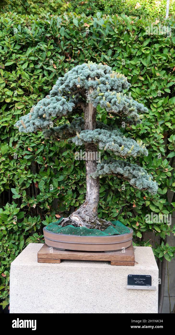 Bonsai-Baum im Königlichen Botanischen Garten in Madrid Stockfoto