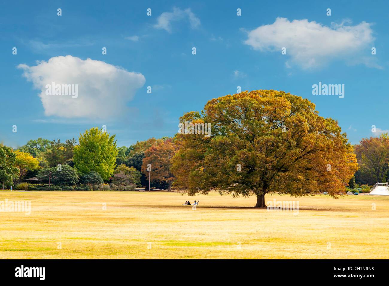 Tokyo, Japan - 7 November: Straße in Tokio, Japan, am 7. November 2014, die Straße in der Nähe Schreins(Meiji Jingu Gaien, hat schöne Ginkgo entlang der Länge Stockfoto