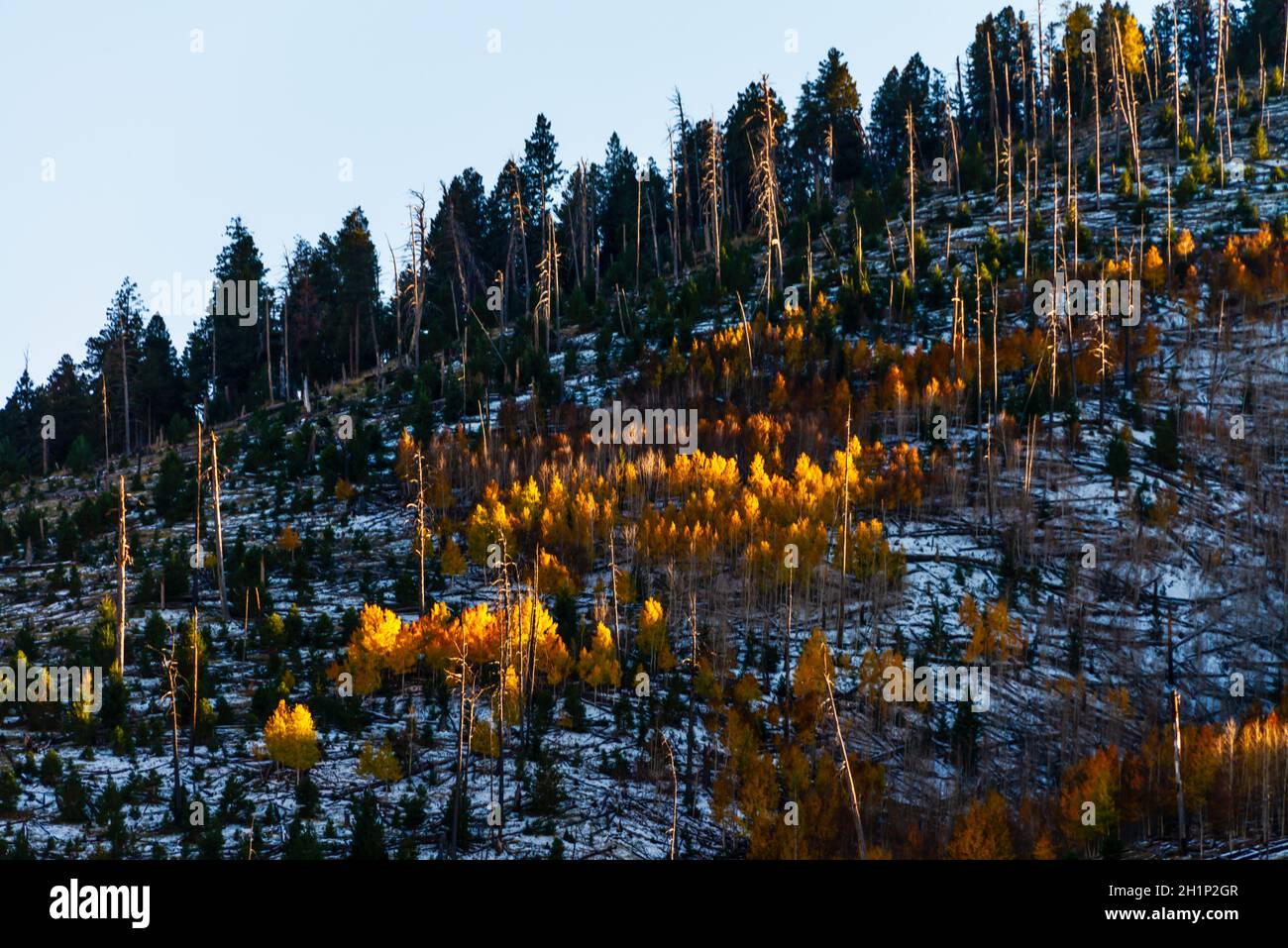 Wiese und Hügel mit goldenen Espenbäumen und verbrannten Bäumen aus vergangenen Waldbränden. Stockfoto