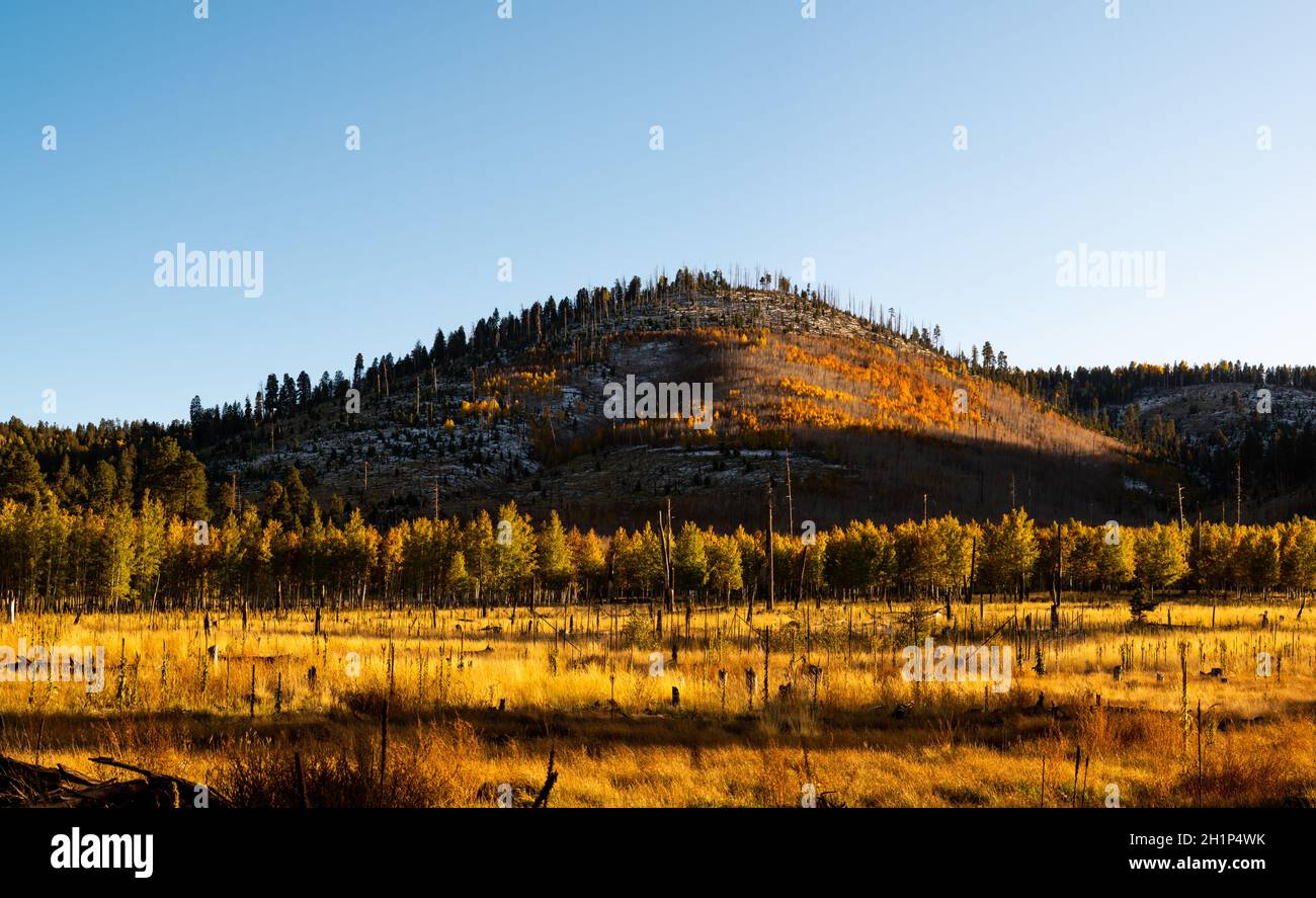 Verkohlte Überreste von Bäumen auf Hügeln und Wiesen in Flagstaff, Arizona. Stockfoto