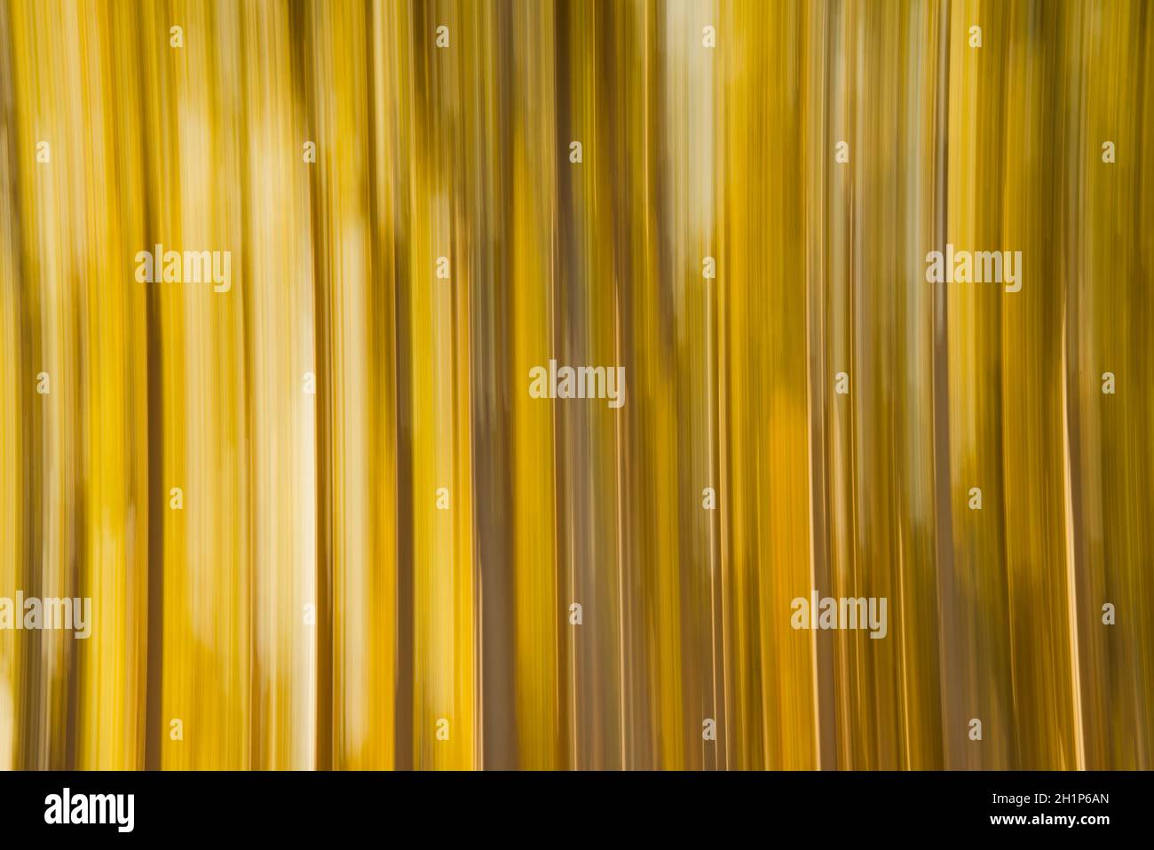 Absichtliche Kamerabewegung verschwommen gelbe Espenbäume abstrakt Stockfoto