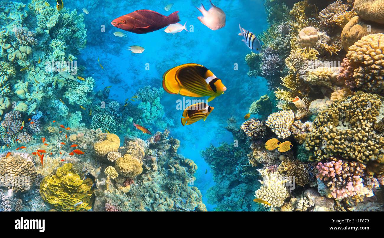 Schmetterlingsfische in der natürlichen Umgebung. Farbenfrohe Unterwasserfische am Korallenriff am Roten Meer. Blaues Wasser im Ras Muhammad Nationalpark im Sinai, egy Stockfoto