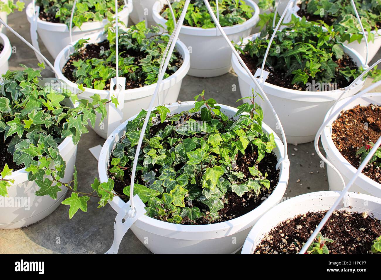 Seedling Englisch Efeu Pflanzen wachsen in hängenden Töpfen. Stockfoto