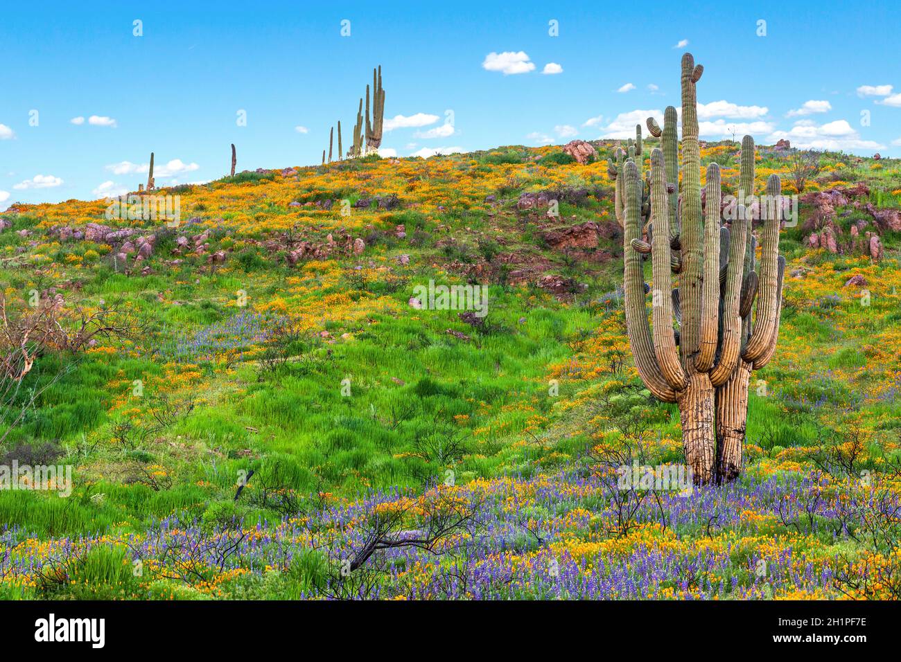 Saguaro Kaktus und Wildblumen Landschaft. Frühling in der Wüste von Arizona. Saguaro mit mehreren Armen, umgeben von Wildblumenfeldern. Stockfoto