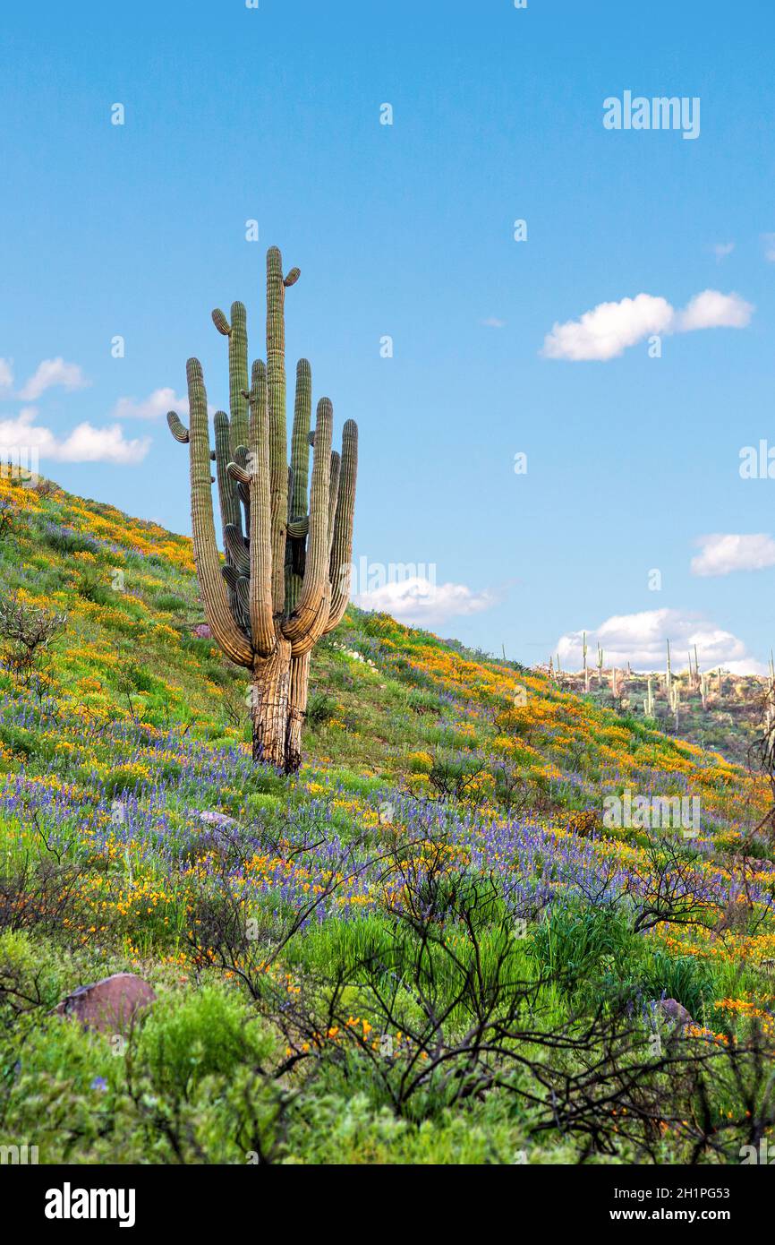 Saguaro Kaktus und Wildblumen am Berg der Arizona Desert. Wüste in Blüte. Orangefarbene kalifornische Mohnblumen und violette Lupinen im Frühling. Stockfoto